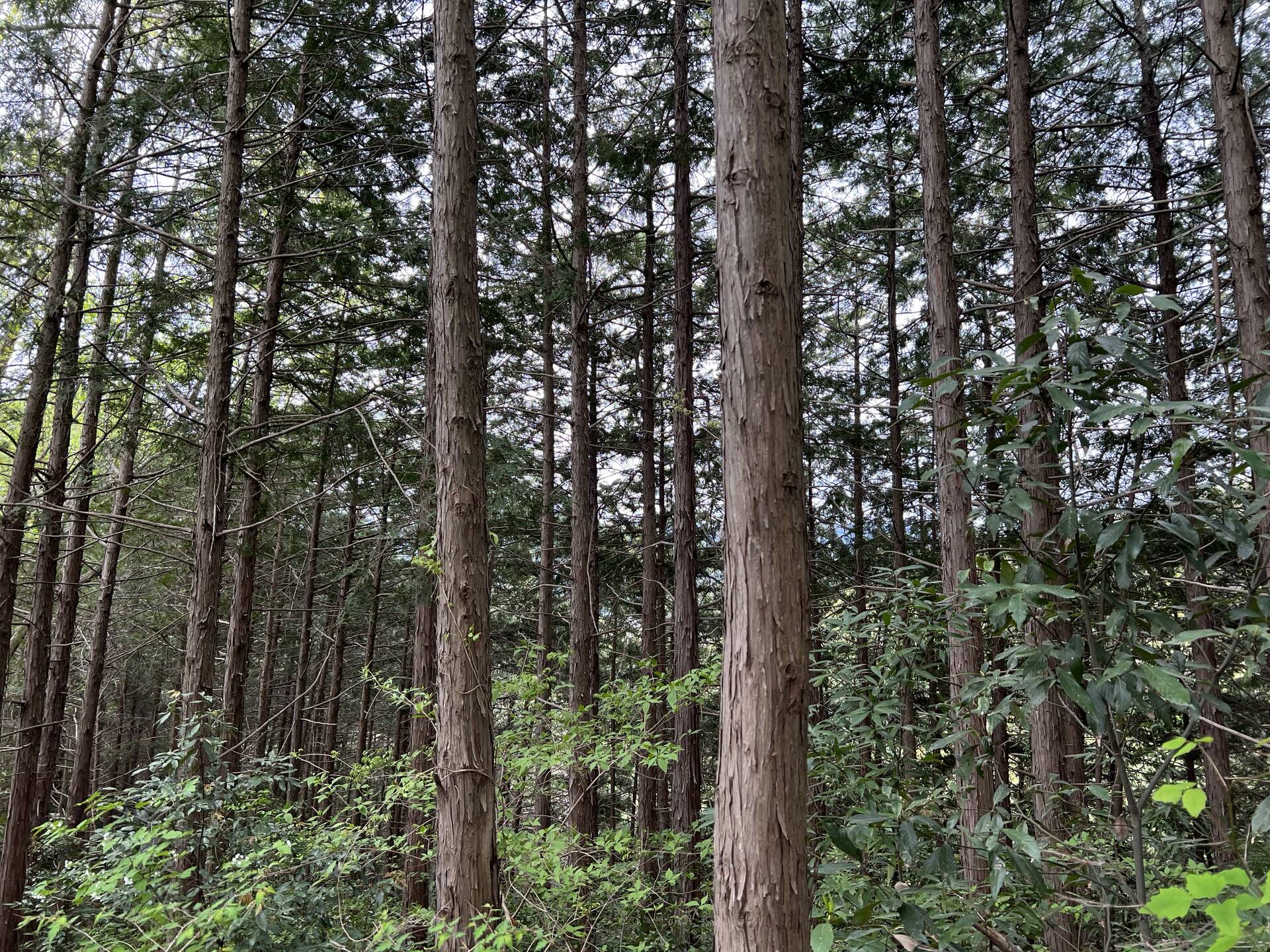 ７
